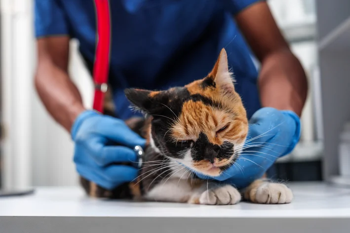 Veterinário examinando uma gata no consultório veterinário.