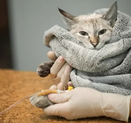 Pif em gatos