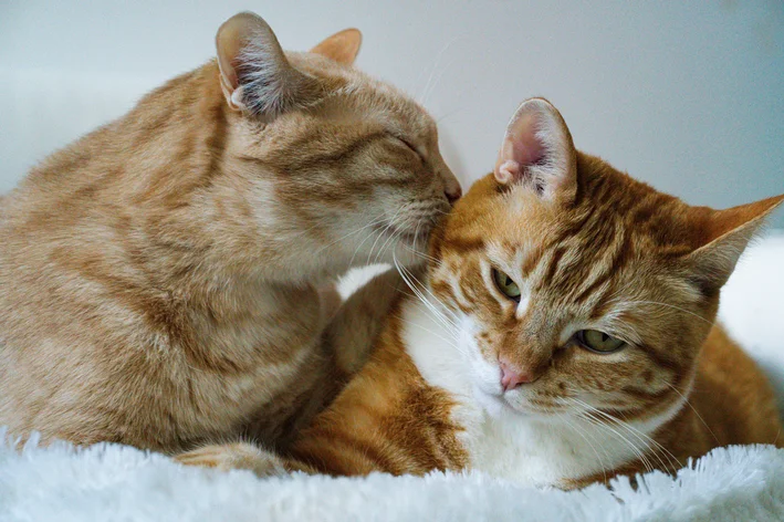 Dois gatos laranjas se lambendo de maneira carinhosa.