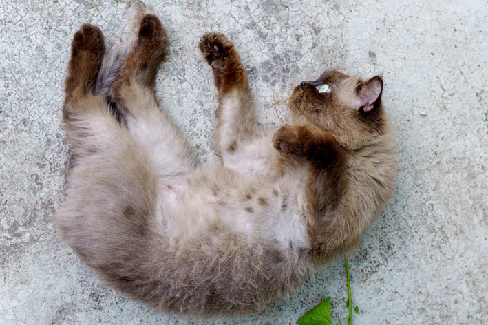 Filhote de gato deitado de barriga para cima.