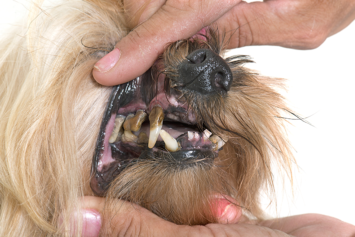 cachorro com tártaro avançado