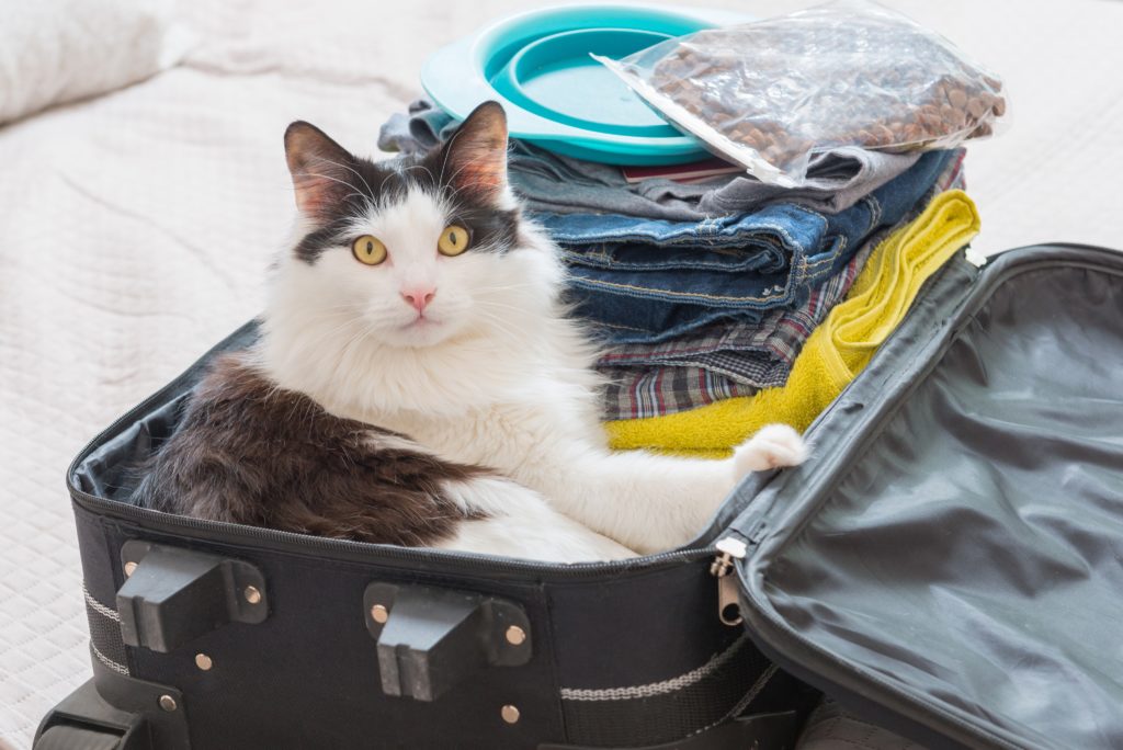 Viajar com gato