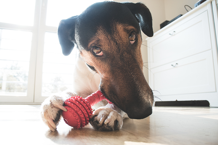 Cachorro rói osso de plástico vermelho