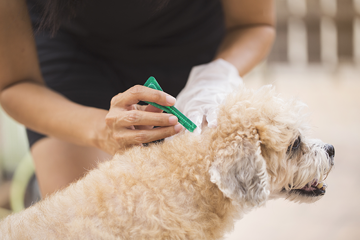 pipeta antipulgas sendo aplicada em cachorro