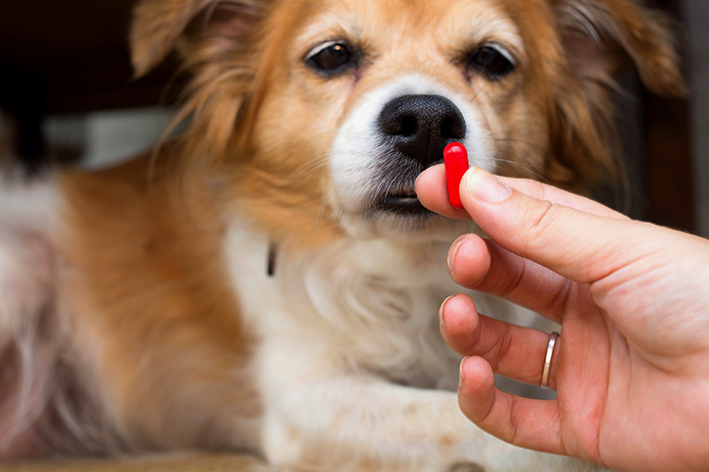 Antipulgas para cachorro