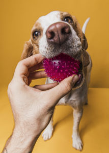 Cão brinca com bolinha