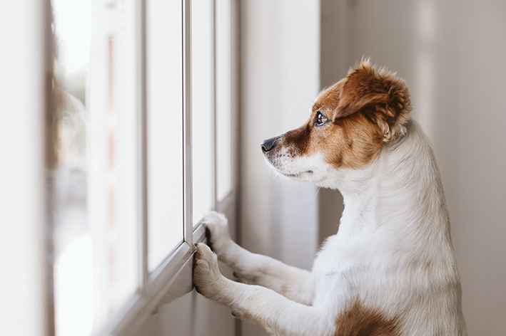 Cachorro na janela triste