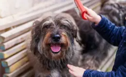 Como desembaraçar pelo de cachorro? Técnicas e acessórios essenciais para uma boa escovação