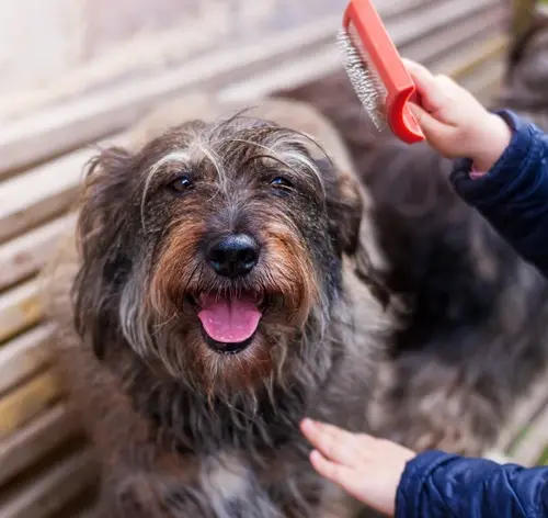 Como desembaraçar pelo de cachorro? Técnicas e acessórios essenciais para uma boa escovação