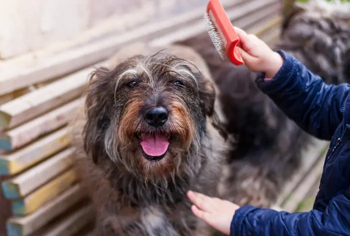 Como desembaraçar pelo de cachorro? Técnicas e acessórios essenciais para uma boa escovação
