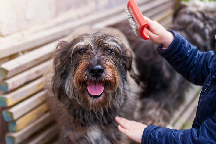 imagem de Como desembaraçar pelo de cachorro? Técnicas e acessórios essenciais para uma boa escovação