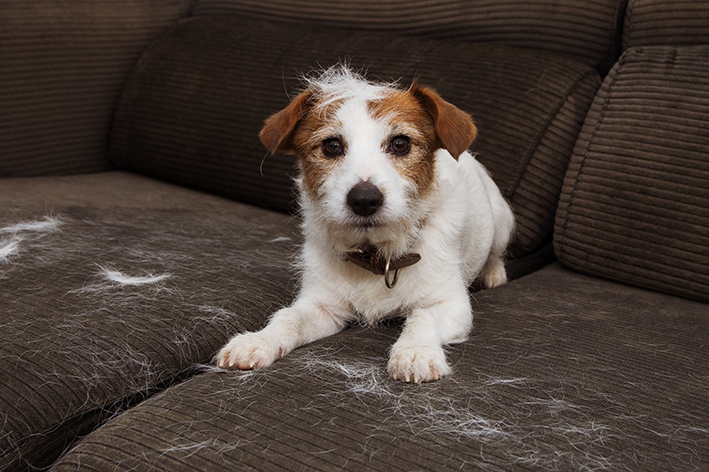 Cachorro no sofá com pelos