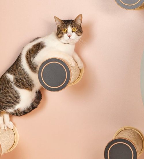 A gatificação cria um ambiente repleto de estímulos naturais para os felinos.
