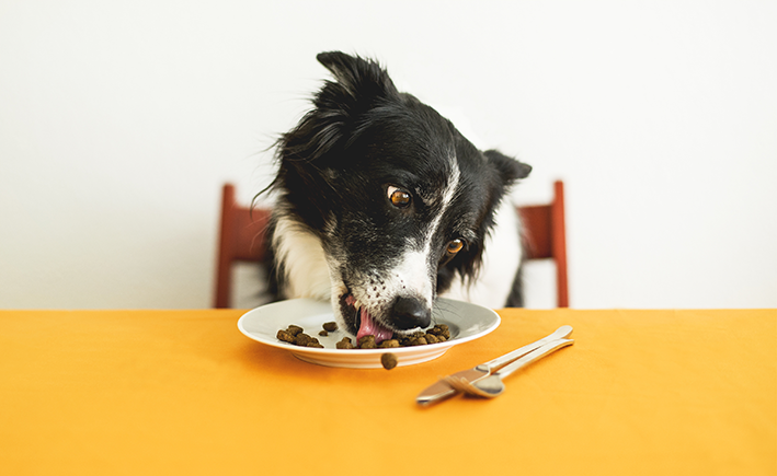 Cachorro comendo ração