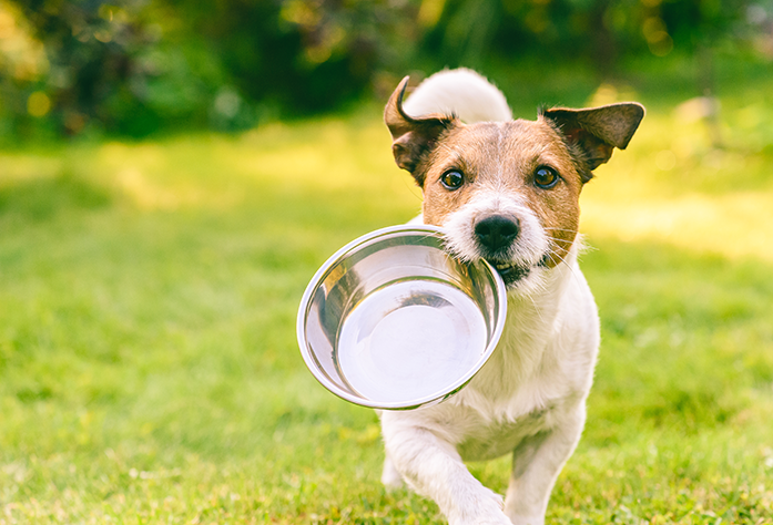 Cachorro com comedouro na boca