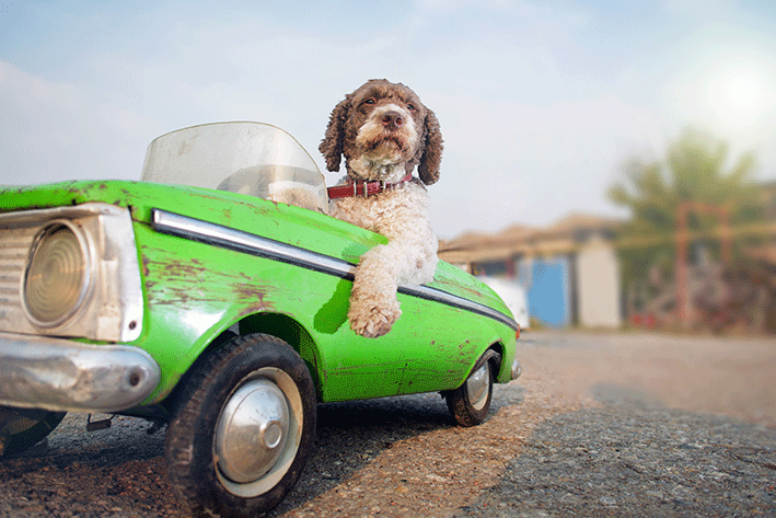 Cachorro dentro de carro