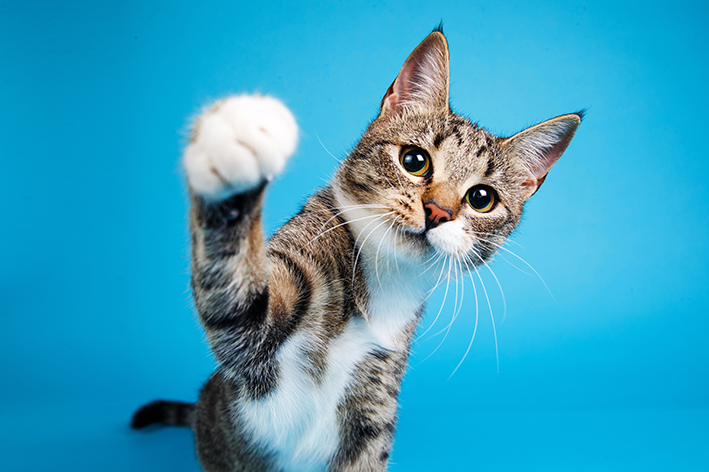 Aprenda tudo sobre gato