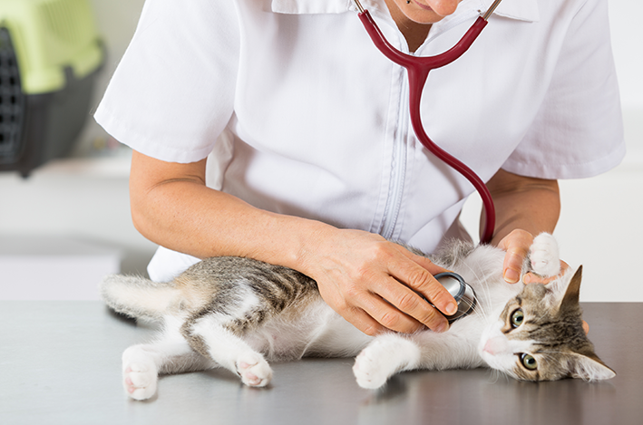 gripe em gatos existe e deve ser tratada