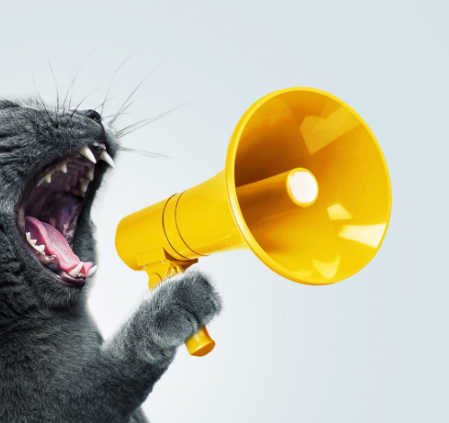 Gato miando: entenda o que seu pet quer dizer 4