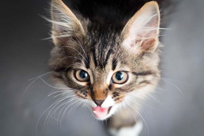 gato miando alto