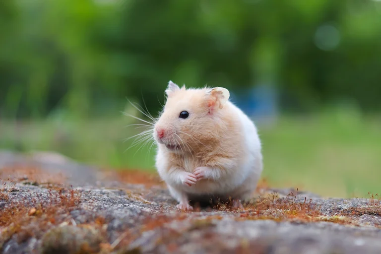 hamster sírio