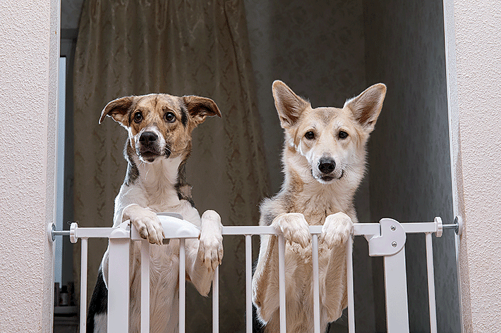 cercado para cachorros