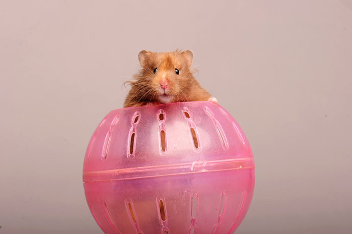 hamster na bolinha