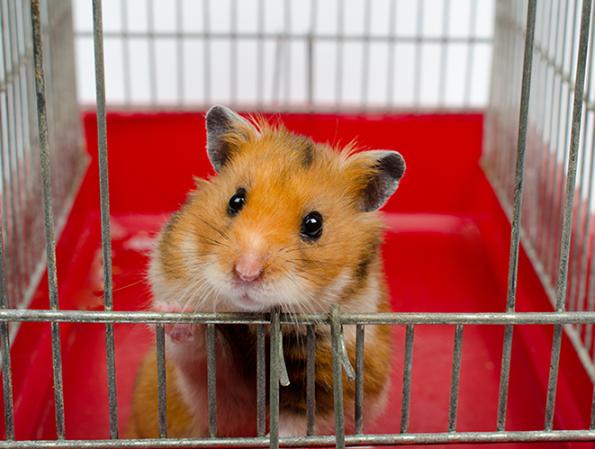 hamster na gaiola