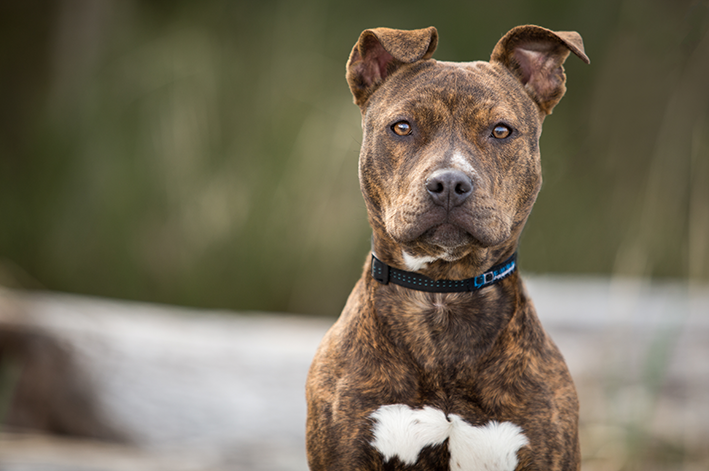 foto de cachorro Pitbull tigrado