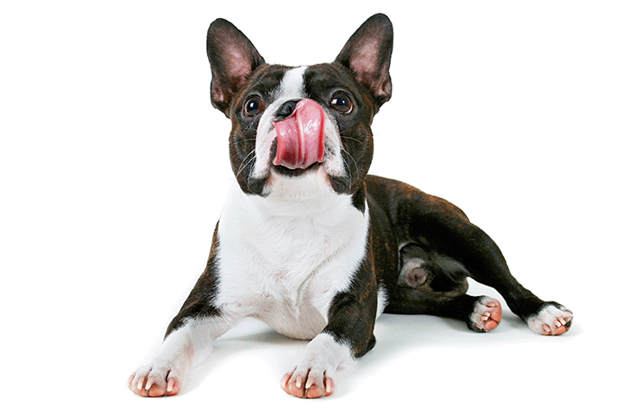 cachorro Boston Terrier