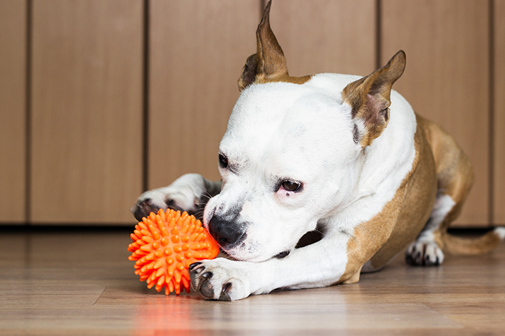 Brinquedos para cachorro para apartamento