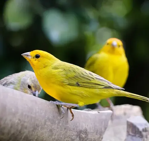 dois canários pousados na árvore