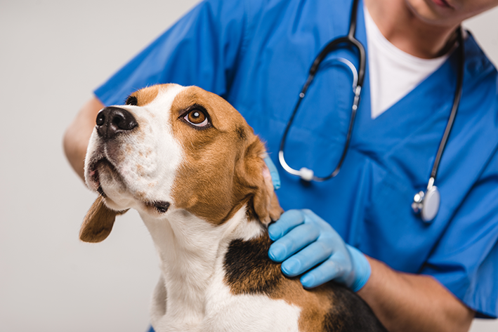 Remédio para tosse de cachorro