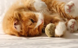 gato brincando com o catnip