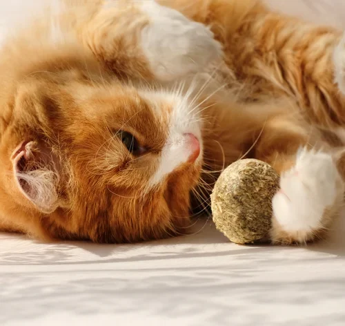 gato brincando com o catnip