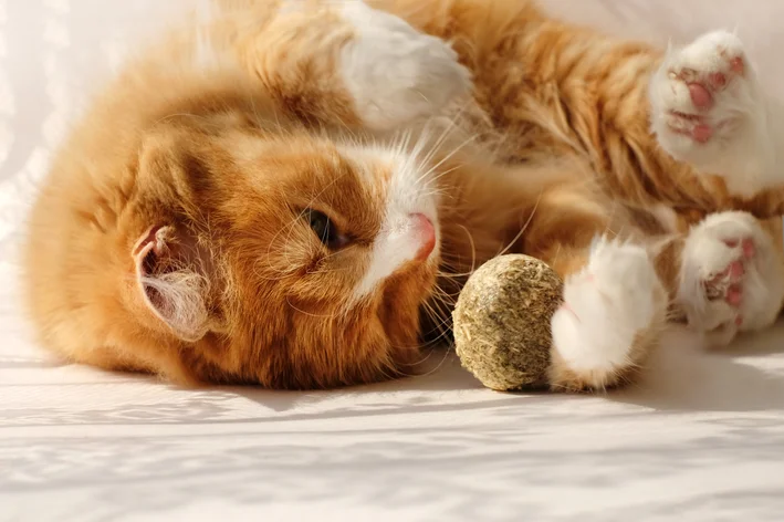 gato brincando com o catnip