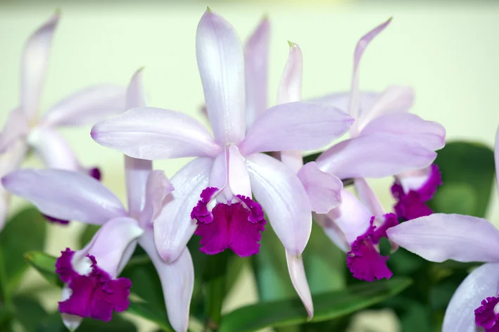 Cattleya intermedia branca de roxa