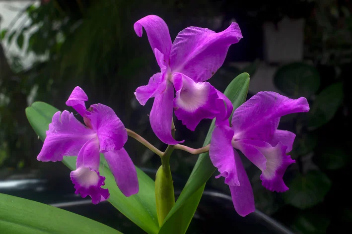 Cattleya labiata lilás