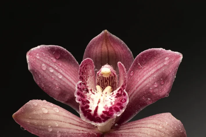 Cymbidium canaliculatum