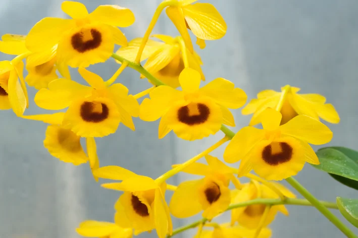 Dendrobium chrysotoxum