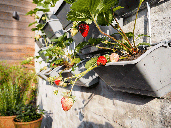 plantas para horta vertical