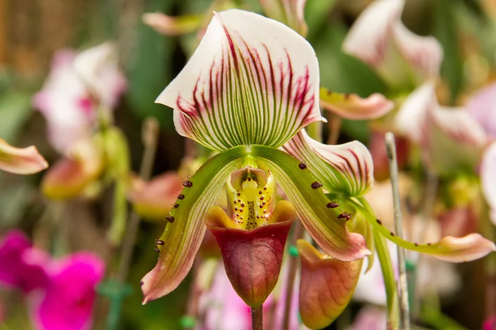 Paphiopedilum insigne 