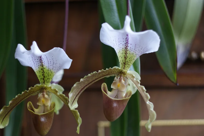 Paphiopedilum leeanum