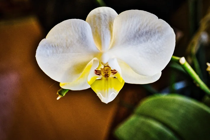 Phalaenopsis amabilis