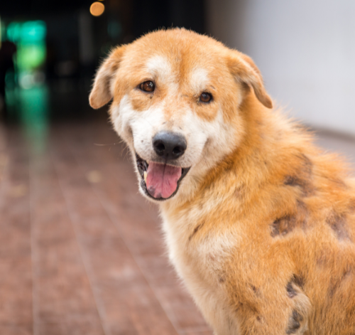 Sarna em cachorro: tipos, sintomas, tratamento e prevenção 4
