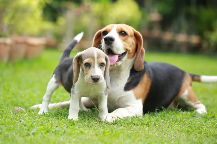 idade dos cachorros