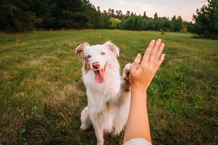 Cachorro de raça Border Collie brincando com uma pessoa ao ar livre em um campo, demonstrando amizade e alegria