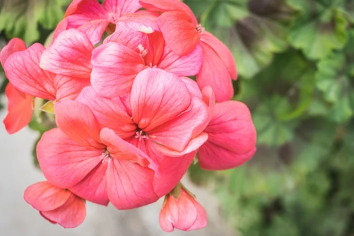 folha rosas de hortênsias