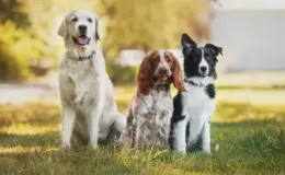 Cachorros de idades diferentes sentados no parque