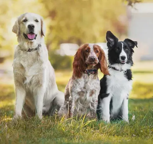 Cachorros de idades diferentes sentados no parque